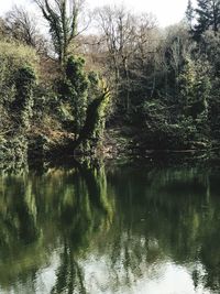 Trees by lake in forest