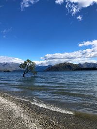 Tree in the lake