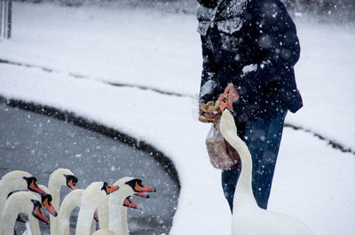 Woman feeding swans in winter 