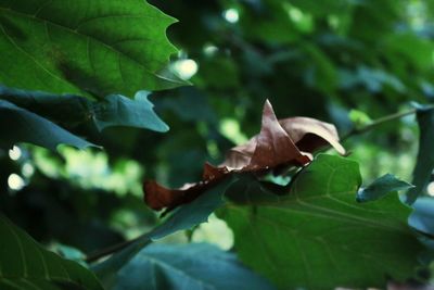 Close-up of leaves
