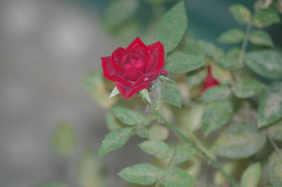 Close-up of red rose