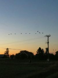 Silhouette of birds flying over trees