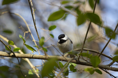 Black-capped chickadee poecile atricapillus perched on a bush branch
