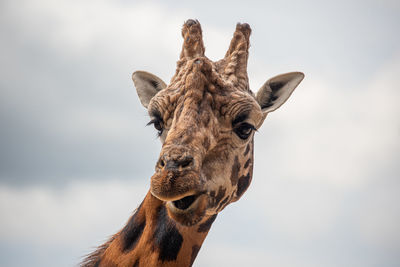 Close-up of giraffe against sky