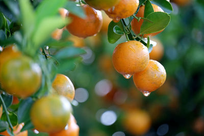 Close-up of orange fruit growing on tree