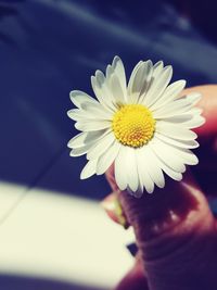 Close-up of hand holding yellow flower