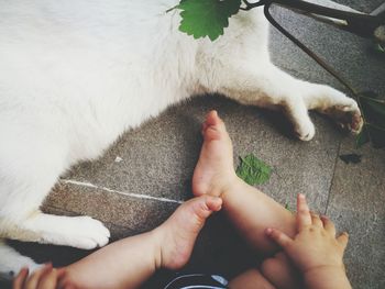 Close-up of hand with dog