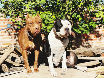 Two dogs sitting on field