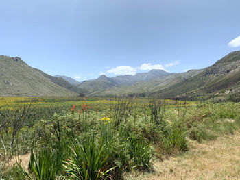 Scenic view of grassy field against sky