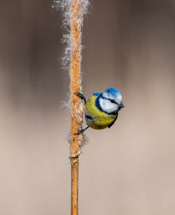 Close-up of bird perching on a branch