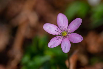 Close-up of pink flowering plant