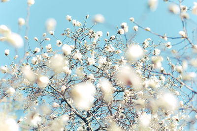 Low angle view of cherry blossom