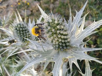 Close-up of bee pollinating on flower