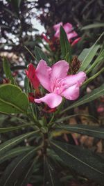 Close-up of pink flowering plant