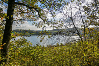 Scenic view of lake against trees in forest