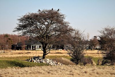 Trees on field against sky