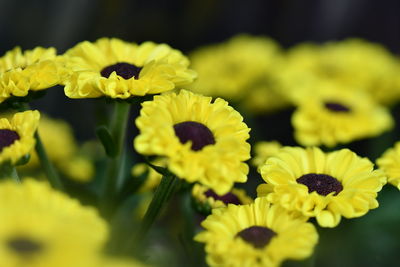 Close-up of yellow flowers blooming outdoors