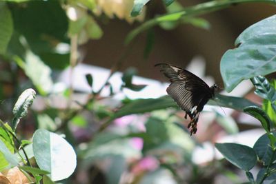 Close-up of bird flying