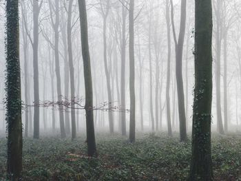 Scenic view of lake in forest