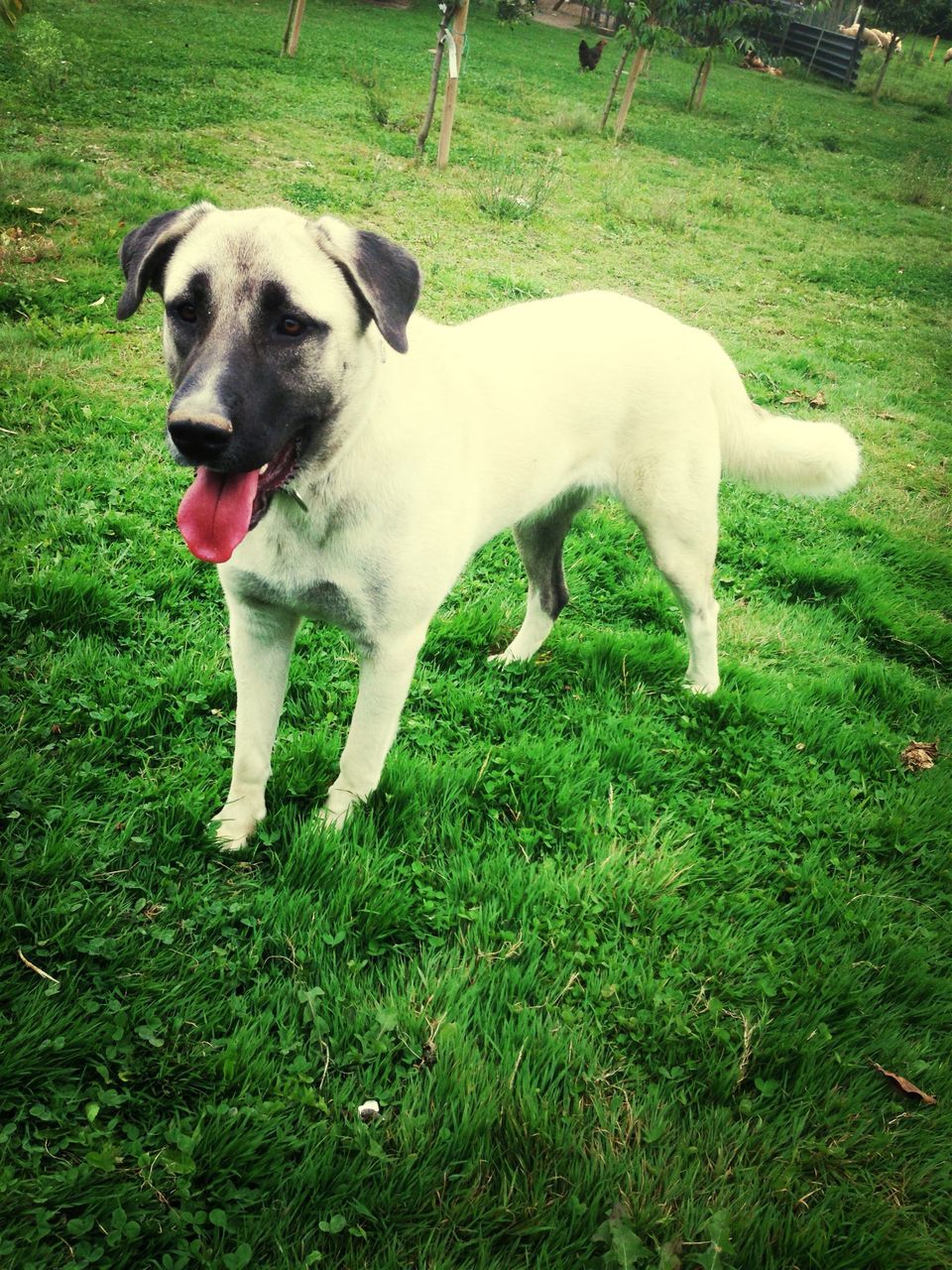 domestic animals, animal themes, dog, pets, grass, mammal, one animal, field, grassy, green color, standing, full length, pet collar, white color, two animals, no people, outdoors, day, nature, playing