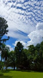 Low angle view of trees against sky