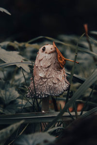 Mushroom with a leave