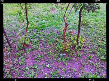Purple flowers growing on tree