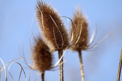 Close-up of dried plant against clear sky