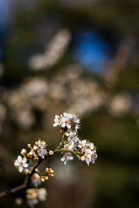 Close-up of white cherry blossom tree