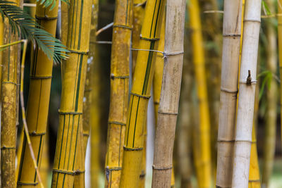 Close-up of bamboos growing on field