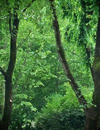 Trees growing in forest