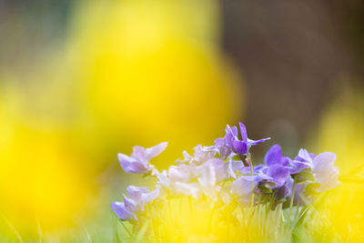 Close-up of purple flowering plant