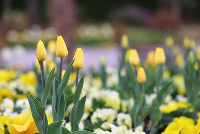 Close-up of yellow tulips