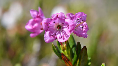 Close-up of pink flowering plant