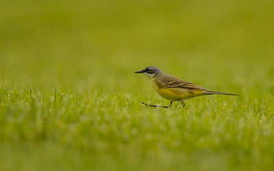 Close-up of bird perching on grass