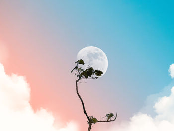 Dreamy moon flower above clouds and the blue sky