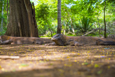 View of an animal resting on rock in forest