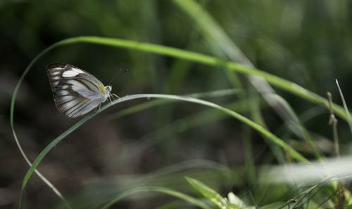 Close-up of butterfly on plant