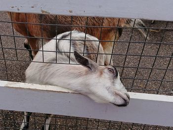 High angle view of horse in cage