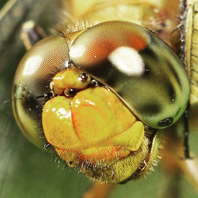 animal themes, one animal, animals in the wild, insect, close-up, wildlife, focus on foreground, selective focus, spider, nature, animal antenna, no people, zoology, day, animal markings, animal body part, outdoors, animal eye, spider web, arthropod