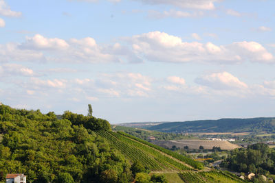 Scenic view of agricultural field against sky