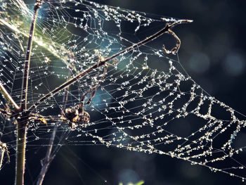 Close-up of spider web