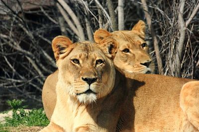 Portrait of lion