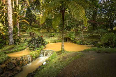 Scenic view of river amidst trees in forest