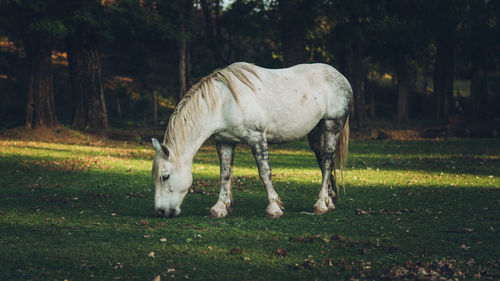 White horse grazing in a field