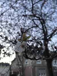 Low angle view of cherry blossoms in spring