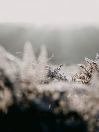 Close-up of frozen plant