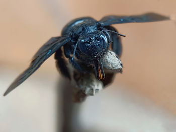 Close-up of insect