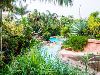 Palm trees by swimming pool in yard