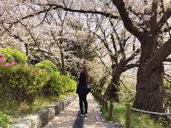 The beautiful moment in the blooming japanese garden